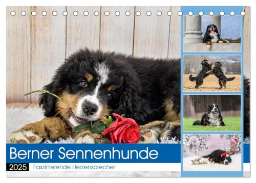 Berner Sennenhunde - Faszinierende Herzensbrecher (Tischkalender 2025 DIN A5 quer), CALVENDO Monatskalender von CALVENDO