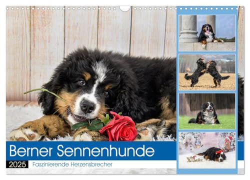 Berner Sennenhunde - Faszinierende Herzensbrecher (Wandkalender 2025 DIN A3 quer), CALVENDO Monatskalender