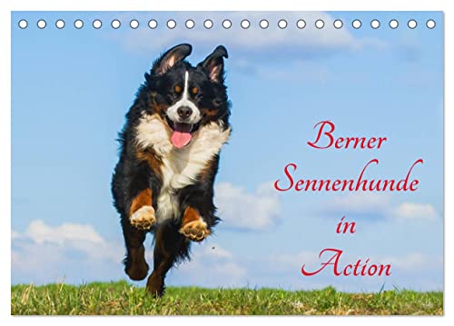 Berner Sennenhunde in Action (Tischkalender 2026 DIN A5 quer), CALVENDO Monatskalender: Berner Sennenhunde, wie sie selten gezeigt werden - voller Temperament und Lebensfreude (CALVENDO Tiere) von CALVENDO