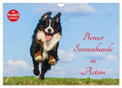 Berner Sennenhunde in Action (Wandkalender 2025 DIN A4 quer), CALVENDO Monatskalender von CALVENDO