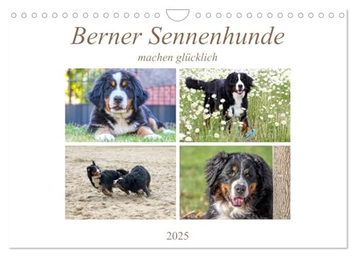 Berner Sennenhunde machen glücklich (Wandkalender 2025 DIN A4 quer), CALVENDO Monatskalender von CALVENDO