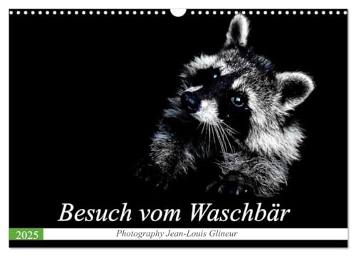 Besuch vom Waschbär (Wandkalender 2025 DIN A3 quer), CALVENDO Monatskalender von CALVENDO