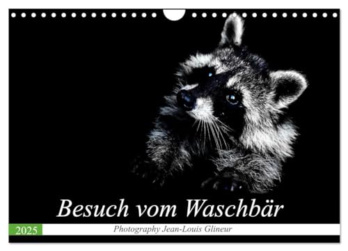 Besuch vom Waschbär (Wandkalender 2025 DIN A4 quer), CALVENDO Monatskalender von CALVENDO