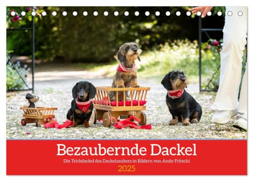 Bezaubernde Dackel (Tischkalender 2025 DIN A5 quer), CALVENDO Monatskalender: Die Trickdackel begeistern mit ihren lebhaften Motiven und spannenden Auftritten! (CALVENDO Tiere) von CALVENDO