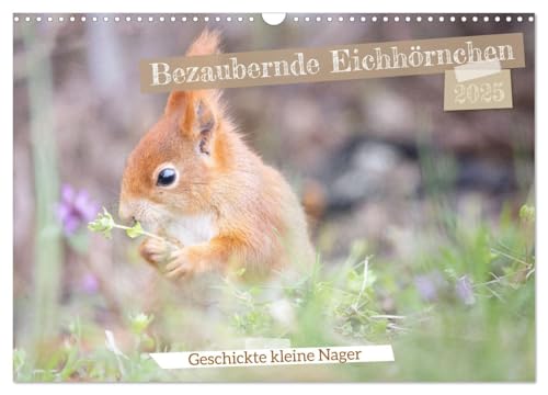 Bezaubernde Eichhörnchen (Wandkalender 2025 DIN A3 quer), CALVENDO Monatskalender von CALVENDO