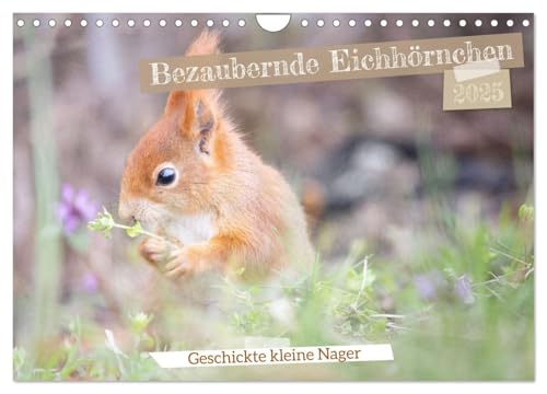 Bezaubernde Eichhörnchen (Wandkalender 2025 DIN A4 quer), CALVENDO Monatskalender von CALVENDO