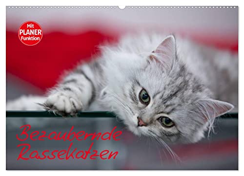 Bezaubernde Rassekatzen (Wandkalender 2025 DIN A2 quer), CALVENDO Monatskalender von CALVENDO