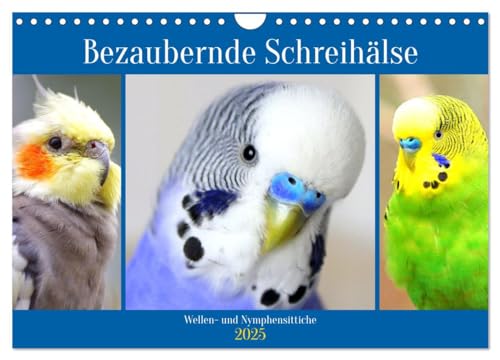 Bezaubernde Schreihälse. Wellen- und Nymphensittiche (Wandkalender 2025 DIN A4 quer), CALVENDO Monatskalender von CALVENDO
