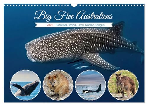 Big Five Australiens Buckelwal, Walhai, Orca, Quokka,Känguru (Wandkalender 2025 DIN A3 quer), CALVENDO Monatskalender von CALVENDO