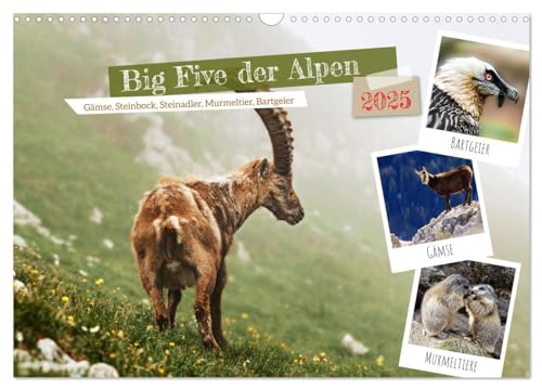 Big Five der Alpen Gämse, Steinbock, Murmeltier, Steinadler, Bartgeier (Wandkalender 2025 DIN A3 quer), CALVENDO Monatskalender von CALVENDO