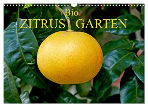 Bio Zitrus Garten (Wandkalender 2025 DIN A3 quer), CALVENDO Monatskalender von CALVENDO