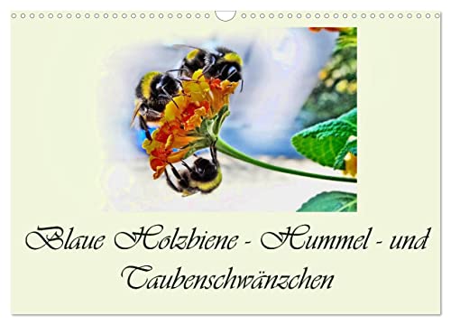 Blaue Holzbiene – Hummel – und Taubenschwänzchen. (Wandkalender 2025 DIN A3 quer), CALVENDO Monatskalender von CALVENDO