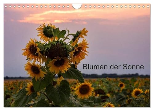 Blumen der Sonne (Wandkalender 2026 DIN A4 quer), CALVENDO Monatskalender: Sonnenblumen in verschieden Lichtverhältnissen (CALVENDO Orte) von Calvendo