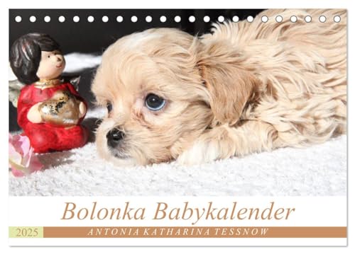 Bolonka Babykalender 2025 (Tischkalender 2025 DIN A5 quer), CALVENDO Monatskalender von CALVENDO