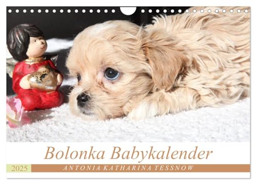 Bolonka Babykalender 2025 (Wandkalender 2025 DIN A4 quer), CALVENDO Monatskalender von CALVENDO