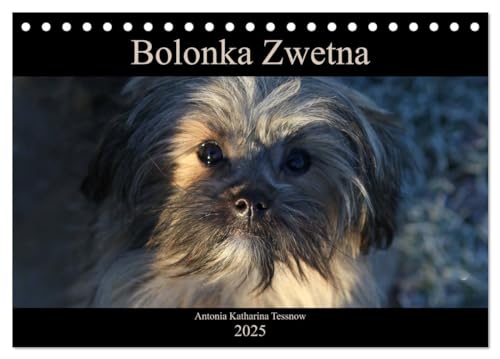 Bolonka Zwetna 2025 (Tischkalender 2025 DIN A5 quer), CALVENDO Monatskalender: Anschaulich, liebevoll und kreativ wurde hier der beliebte Zarenhund in Szene gesetzt (CALVENDO Tiere)