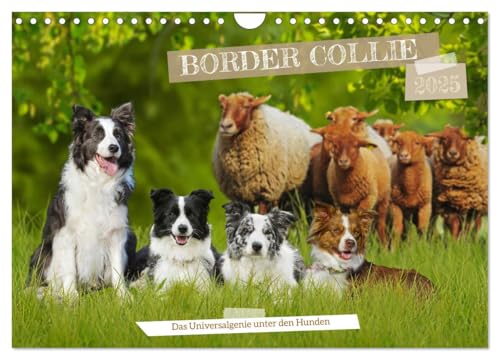 Border Collie - Das Universalgenie unter den Hunden (Wandkalender 2025 DIN A4 quer), CALVENDO Monatskalender von CALVENDO