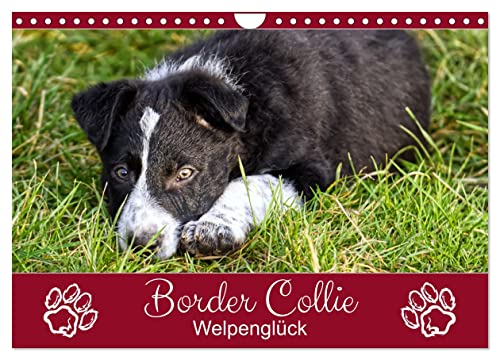 Border Collie - Welpenglück (Wandkalender 2025 DIN A4 quer), CALVENDO Monatskalender: Bezaubernde Border-Welpen-Fotos (CALVENDO Tiere)