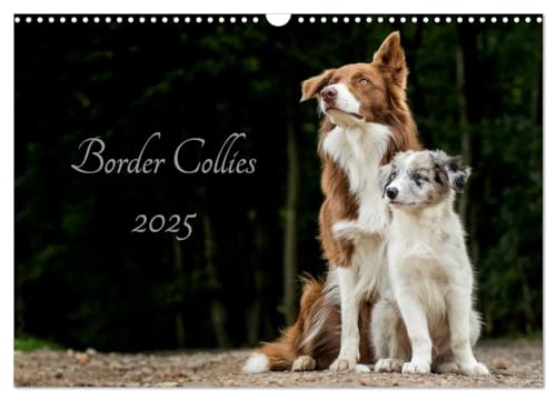 Border Collies 2025 (Wandkalender 2025 DIN A3 quer), CALVENDO Monatskalender von CALVENDO