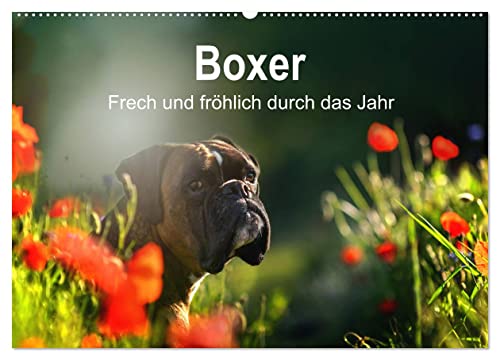Boxer Frech und fröhlich durch das Jahr (Wandkalender 2025 DIN A2 quer), CALVENDO Monatskalender von CALVENDO