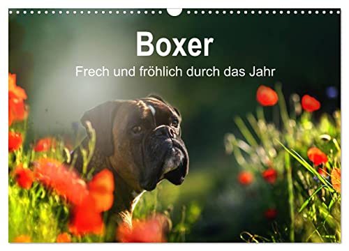 Boxer Frech und fröhlich durch das Jahr (Wandkalender 2025 DIN A3 quer), CALVENDO Monatskalender von CALVENDO