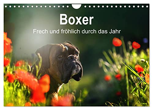 Boxer Frech und fröhlich durch das Jahr (Wandkalender 2025 DIN A4 quer), CALVENDO Monatskalender von CALVENDO