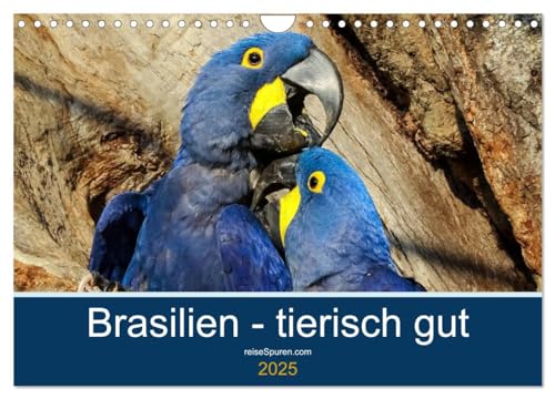 Brasilien tierisch gut 2025 (Wandkalender 2025 DIN A4 quer), CALVENDO Monatskalender von CALVENDO