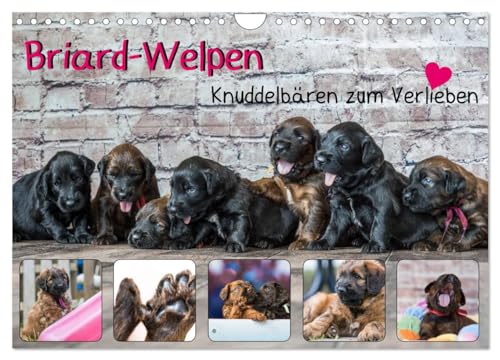 Briard-Welpen - Knuddelbären zum Verlieben (Wandkalender 2025 DIN A4 quer), CALVENDO Monatskalender von CALVENDO