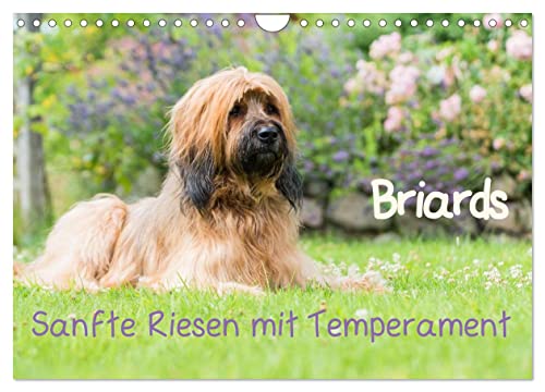 Briards - sanfte Riesen mit Temperament (Wandkalender 2025 DIN A4 quer), CALVENDO Monatskalender von CALVENDO