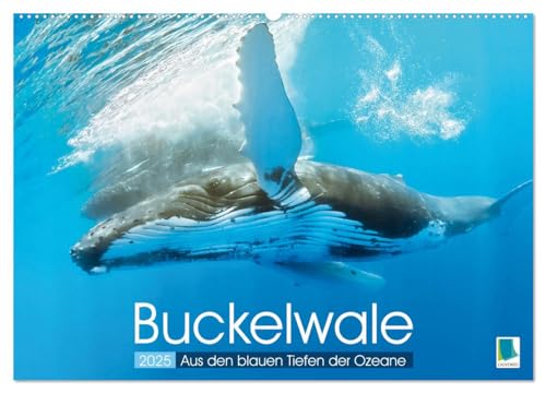 Buckelwale: Aus den blauen Tiefen der Ozeane (Wandkalender 2025 DIN A2 quer), CALVENDO Monatskalender von CALVENDO