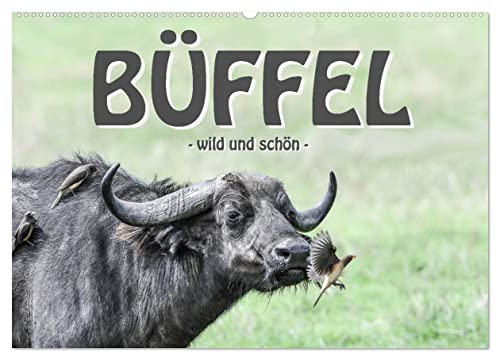 Büffel - wild und schön (Wandkalender 2025 DIN A2 quer), CALVENDO Monatskalender von CALVENDO