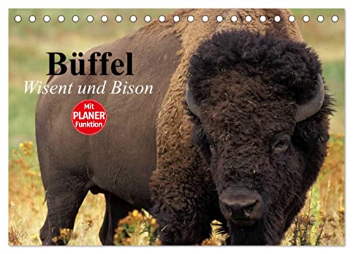 Büffel. Wisent und Bison (Tischkalender 2025 DIN A5 quer), CALVENDO Monatskalender von CALVENDO