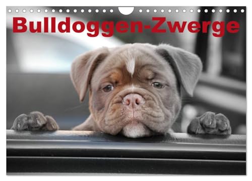 Bulldoggen-Zwerge (Wandkalender 2025 DIN A4 quer), CALVENDO Monatskalender von CALVENDO