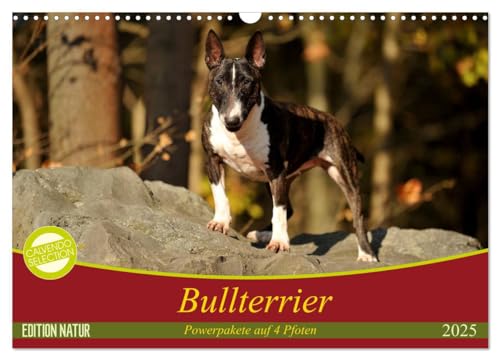Bullterrier, Powerpakete auf 4 Pfoten (Wandkalender 2025 DIN A3 quer), CALVENDO Monatskalender von CALVENDO