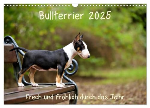 Bullterrier 2025 Frech und fröhlich durch das Jahr (Wandkalender 2025 DIN A3 quer), CALVENDO Monatskalender von CALVENDO