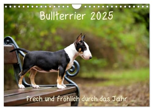 Bullterrier 2025 Frech und fröhlich durch das Jahr (Wandkalender 2025 DIN A4 quer), CALVENDO Monatskalender von CALVENDO