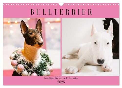 Bullterrier. Freudiges Wesen und Charakter (Wandkalender 2025 DIN A3 quer), CALVENDO Monatskalender von CALVENDO