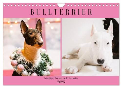 Bullterrier. Freudiges Wesen und Charakter (Wandkalender 2025 DIN A4 quer), CALVENDO Monatskalender von CALVENDO