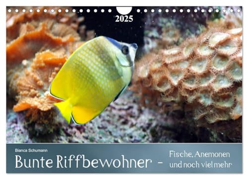 Bunte Riffbewohner - Fische, Anemonen und noch viel mehr (Wandkalender 2025 DIN A4 quer), CALVENDO Monatskalender von CALVENDO