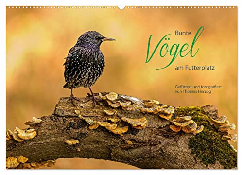 Bunte Vögel am Futterplatz (Wandkalender 2025 DIN A2 quer), CALVENDO Monatskalender von CALVENDO