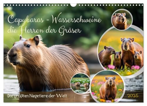 Capybaras - Wasserschweine die Herren der Gräser (Wandkalender 2025 DIN A3 quer), CALVENDO Monatskalender von CALVENDO
