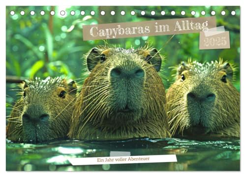 Capybaras im Alltag - Ein Jahr voller Abenteuer (Tischkalender 2025 DIN A5 quer), CALVENDO Monatskalender von CALVENDO