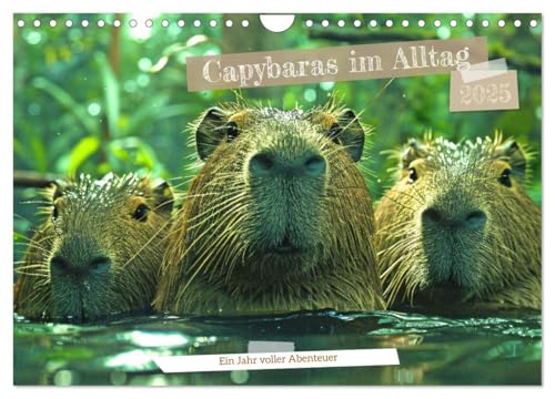 Capybaras im Alltag - Ein Jahr voller Abenteuer (Wandkalender 2025 DIN A4 quer), CALVENDO Monatskalender von CALVENDO