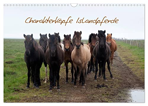 Charakterköpfe Islandpferde (Wandkalender 2026 DIN A3 quer), CALVENDO Monatskalender von CALVENDO