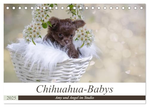 Chihuahua-Babys - Amy und Angel im Studio (Tischkalender 2025 DIN A5 quer), CALVENDO Monatskalender von CALVENDO