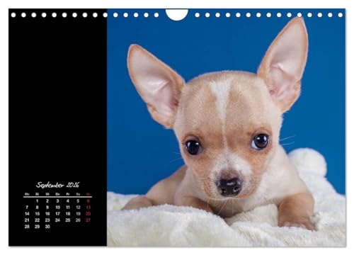 Chihuahua Welpen und Freunde (Wandkalender 2026 DIN A4 quer), CALVENDO Monatskalender: Welpenbilder der kleinsten der Kleinen (CALVENDO Tiere) von Calvendo