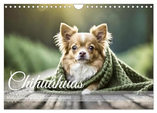 Chihuahuas - Kleine Hunde - große Temperamentbündel (Wandkalender 2025 DIN A4 quer), CALVENDO Monatskalender von CALVENDO