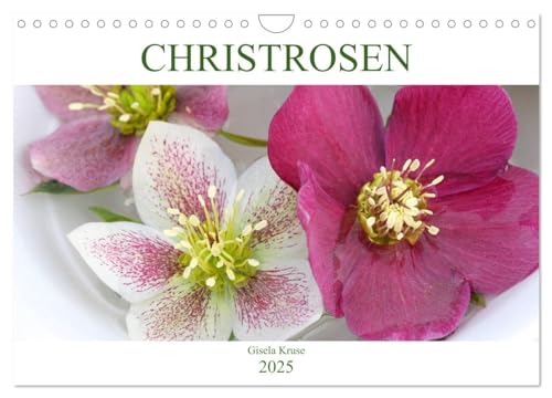 Christrosen (Wandkalender 2025 DIN A4 quer), CALVENDO Monatskalender von CALVENDO