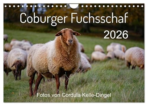 Coburger Fuchsschaf (Wandkalender 2026 DIN A4 quer), CALVENDO Monatskalender: Porträts und besondere Momentaufnahmen einer alten Schafrasse (CALVENDO Tiere) von Calvendo