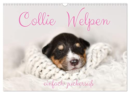 Collie Welpen einfach zuckersüß (Wandkalender 2025 DIN A3 quer), CALVENDO Monatskalender von CALVENDO